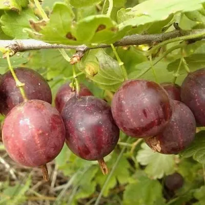 Крыжовник СМЕНА  Крыжовник СМЕНА в Тамбове