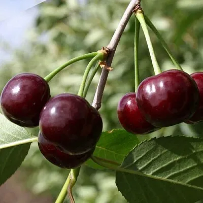 Вишня ЖАДАНА  Вишня ЖАДАНА в Тамбове