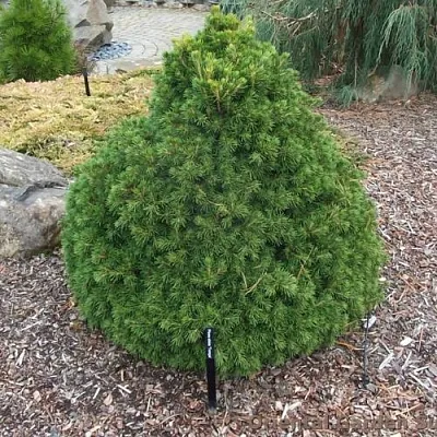 Ель ТОМПА обыкновенная  Ель ТОМПА обыкновенная в Тамбове