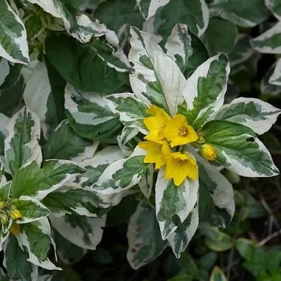 Вербейник АЛЕКСАНДР точечный в Тамбове