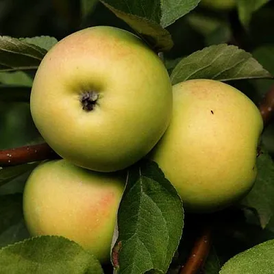 Яблоня ДАНИЛА в Тамбове