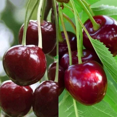 Комплект ВИШНЕВЫЙ ТАНДЕМ в Тамбове