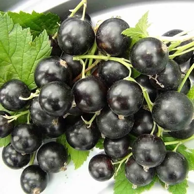 Смородина черная ТИТАНИЯ  Смородина черная ТИТАНИЯ в Тамбове