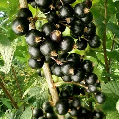 Смородина черная БЕН ТИРЕН  Смородина черная БЕН ТИРЕН в Тамбове