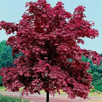 Клен КРИМСОН КИНГ остролистный  Клен КРИМСОН КИНГ остролистный в Тамбове