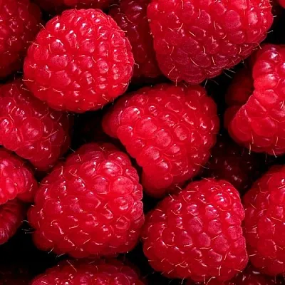 Малина  Малина в Тамбове