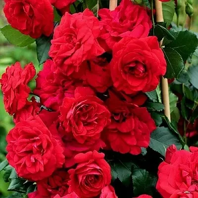 Саженцы роз АМАДЕУС плетистая  Саженцы роз АМАДЕУС плетистая в Тамбове