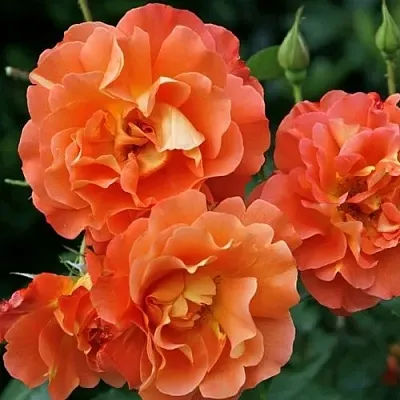 Саженцы роз ВЕСТЕРЛЕНД шраб  Саженцы роз ВЕСТЕРЛЕНД шраб в Тамбове