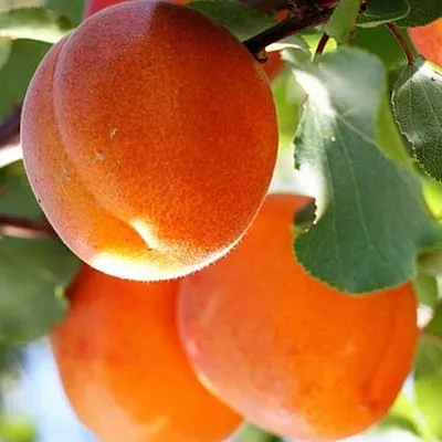 Абрикос  Абрикос в Тамбове