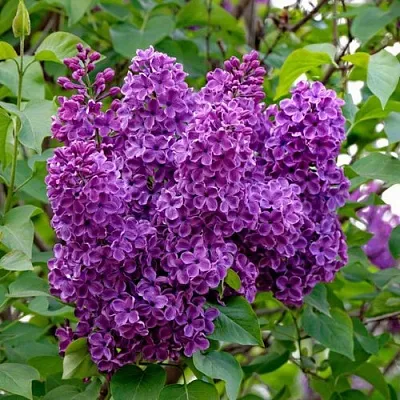 Сирень СУМЕРКИ в Тамбове