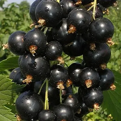 Смородина черная ИСКУШЕНИЕ  Смородина черная ИСКУШЕНИЕ в Тамбове