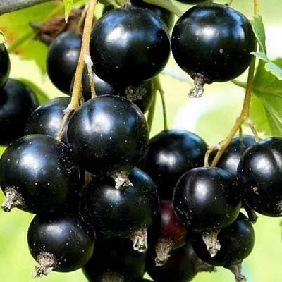 Смородина чёрная СОКРОВИЩЕ  Смородина чёрная СОКРОВИЩЕ в Тамбове