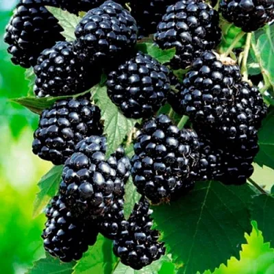 Ежевика ЛОХТЕЙ бесшипная  Ежевика ЛОХТЕЙ бесшипная в Тамбове