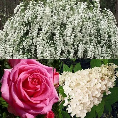 Комплект ВЕЧНАЯ КЛАССИКА в Тамбове