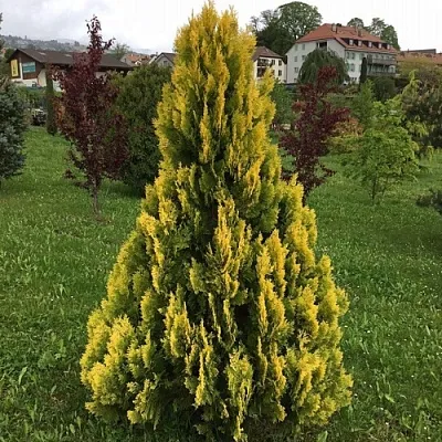 Туя ЕЛЛОУ РИББОН западная в Тамбове