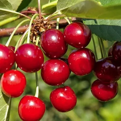 Вишня ЛЮБСКАЯ  Вишня ЛЮБСКАЯ в Тамбове