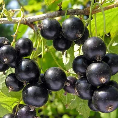 Смородина черная ГАМАЮН  Смородина черная ГАМАЮН в Тамбове