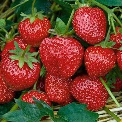 Клубника СЕЛЬВА ремонтантная  Клубника СЕЛЬВА ремонтантная в Тамбове