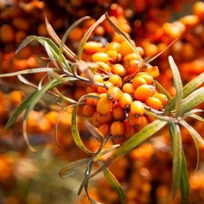 Облепиха ФИНСКАЯ  Облепиха ФИНСКАЯ в Тамбове