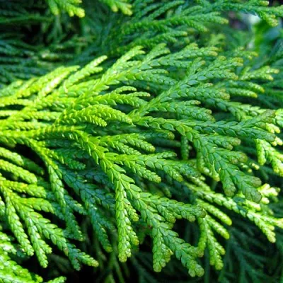 Туевик  Туевик в Тамбове