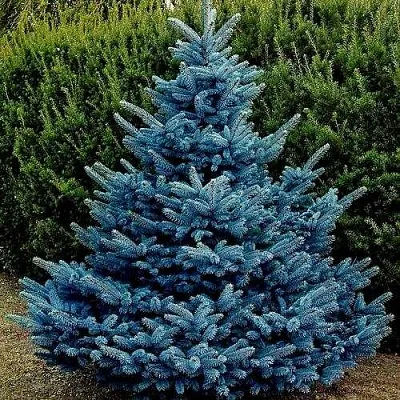 Ель МАДЖЕСТИК БЛЮ колючая  Ель МАДЖЕСТИК БЛЮ колючая в Тамбове