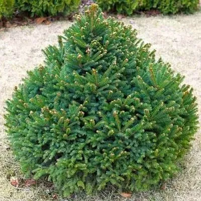 Ель БАРРИ обыкновенная  Ель БАРРИ обыкновенная в Тамбове