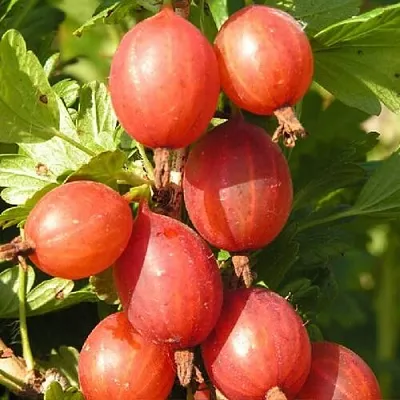 Крыжовник МАШЕКА  Крыжовник МАШЕКА в Тамбове