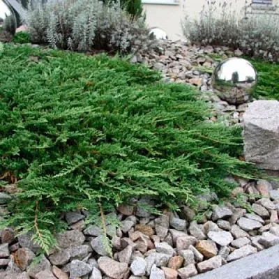 Можжевельник ПРИНЦ ОФ УЭЛЬС горизонтальный  Можжевельник ПРИНЦ ОФ УЭЛЬС горизонтальный в Тамбове