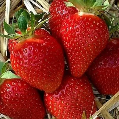 Клубника СИБИЛЛА  Клубника СИБИЛЛА в Тамбове