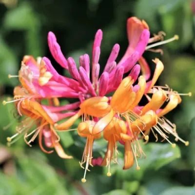 Жимолость ГЕКРОТА в Тамбове