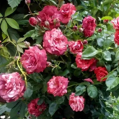 Саженцы роз БРАУНИ плетистая — описание сорта Саженцы роз БРАУНИ плетистая в Тамбове