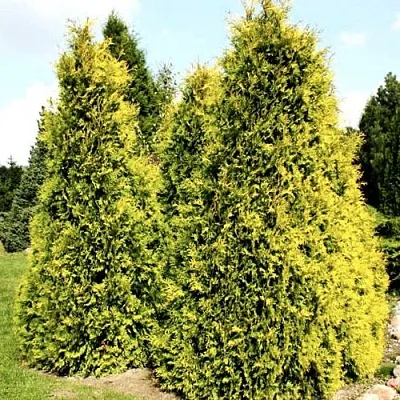 Туя САЛЛАНД западная в Тамбове