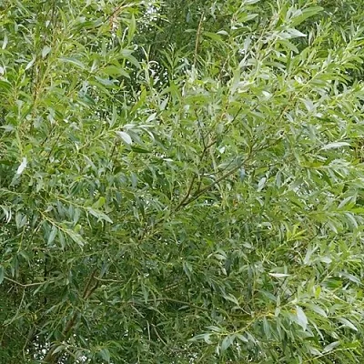 Ива ВИТЕЛЛИНА белая  в Тамбове