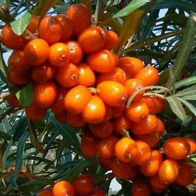 Облепиха ПЛАМЕННАЯ  Облепиха ПЛАМЕННАЯ в Тамбове