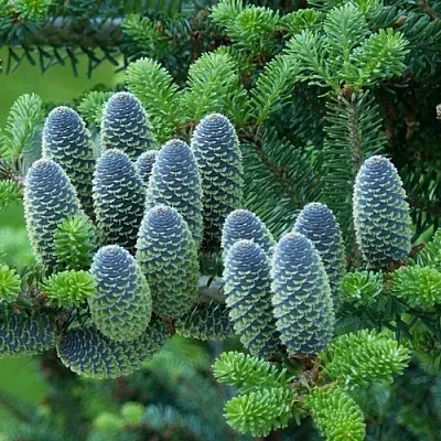 Пихта  Пихта в Тамбове