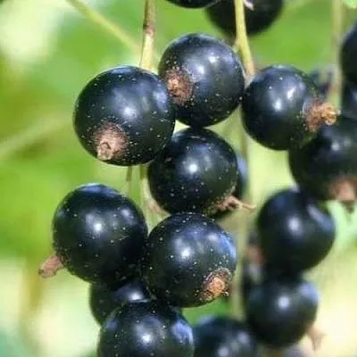 Смородина черная СТРЕЛЕЦ  Смородина черная СТРЕЛЕЦ в Тамбове