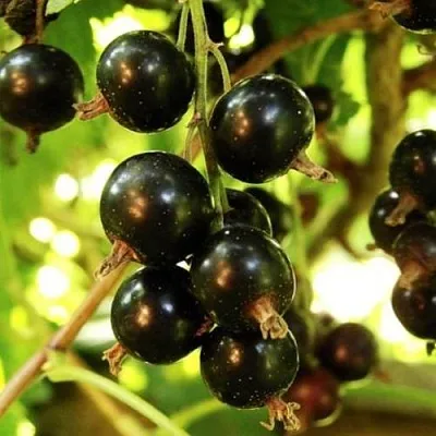 Смородина чёрная НАРА  Смородина чёрная НАРА в Тамбове