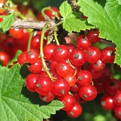 Смородина красная РАЧКОВСКАЯ  Смородина красная РАЧКОВСКАЯ в Тамбове