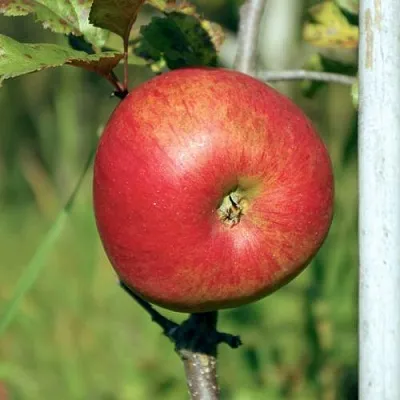 Яблоня ДЫЯМЕНТ в Тамбове