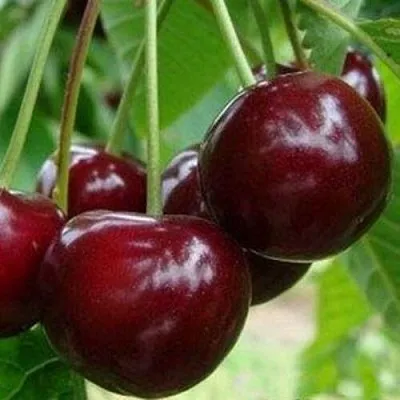 Вишня МИЛАВИЦА  Вишня МИЛАВИЦА в Тамбове