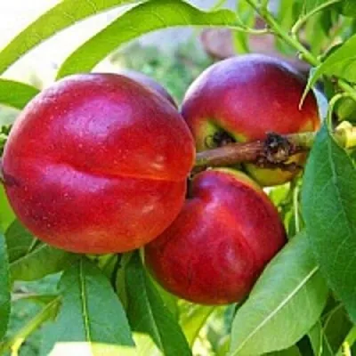 Нектарин  Нектарин в Тамбове