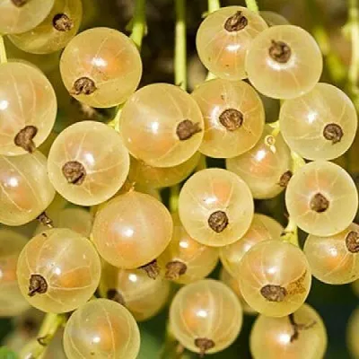 Смородина белая СМОЛЬЯНИНОВСКАЯ в Тамбове