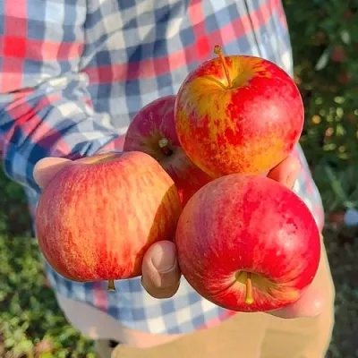 Яблоня КРАСАВИТА в Тамбове