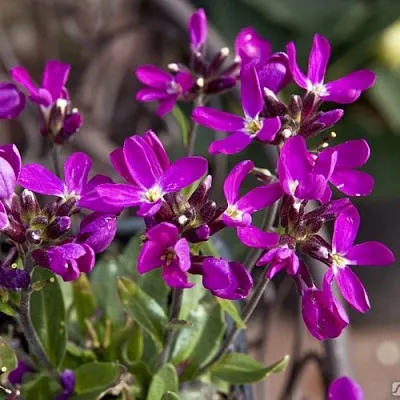 Арабис РОУЗ делайт в Тамбове