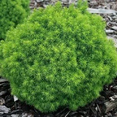 Ель АЛЬБЕРТА ГЛОБ сизая  Ель АЛЬБЕРТА ГЛОБ сизая в Тамбове