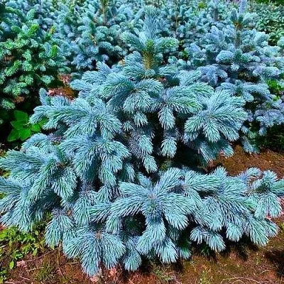 Ель СУПЕР БЛЮ СИДЛИНГ колючая  Ель СУПЕР БЛЮ СИДЛИНГ колючая в Тамбове
