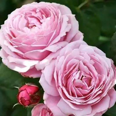 Саженцы роз ДИТЕР МЮЛЛЕР шраб  Саженцы роз ДИТЕР МЮЛЛЕР шраб в Тамбове