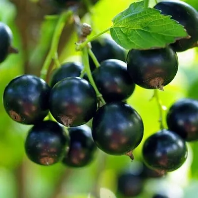 Смородина чёрная ВЕЛОЙ (ЛЕНИНГРАДСКАЯ СЛАДКАЯ)  Смородина чёрная ВЕЛОЙ (ЛЕНИНГРАДСКАЯ СЛАДКАЯ) в Тамбове