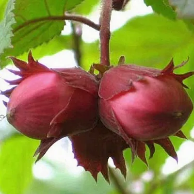 Фундук АЙВЕНГО  Фундук АЙВЕНГО в Тамбове