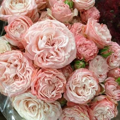 Саженцы роз МАДАМ БОМБАСТИК спрей  Саженцы роз МАДАМ БОМБАСТИК спрей в Тамбове